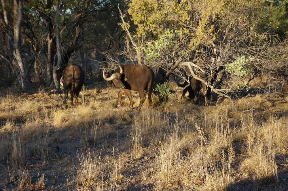 Herd of Cape Buffalo doing their thing.