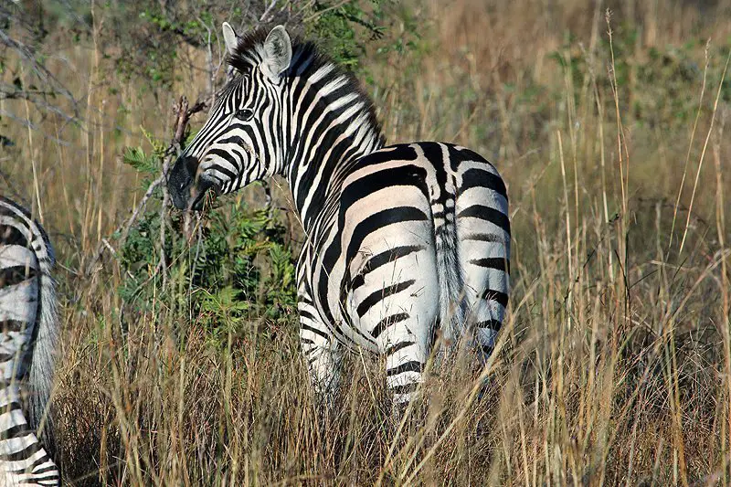 Kruger is home to at least 18,000 zebra