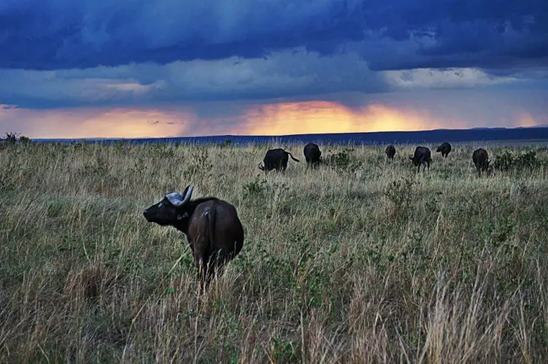 Masai Mara buffalo sunset