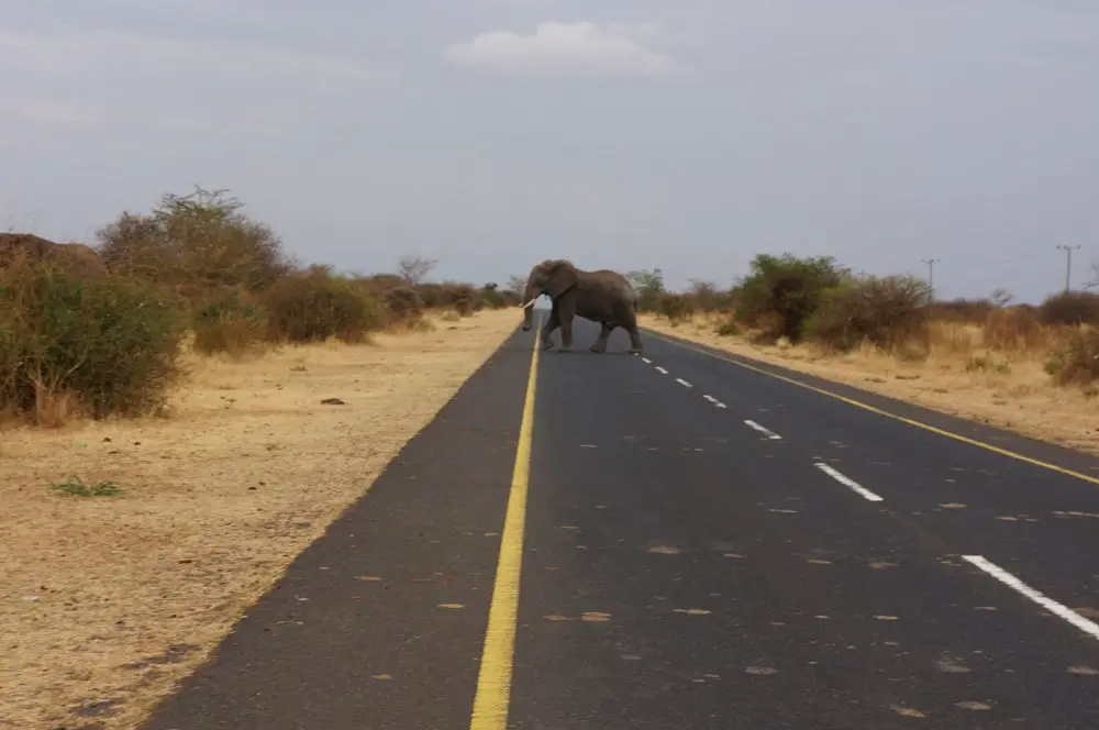 Caution: Elephants crossing
