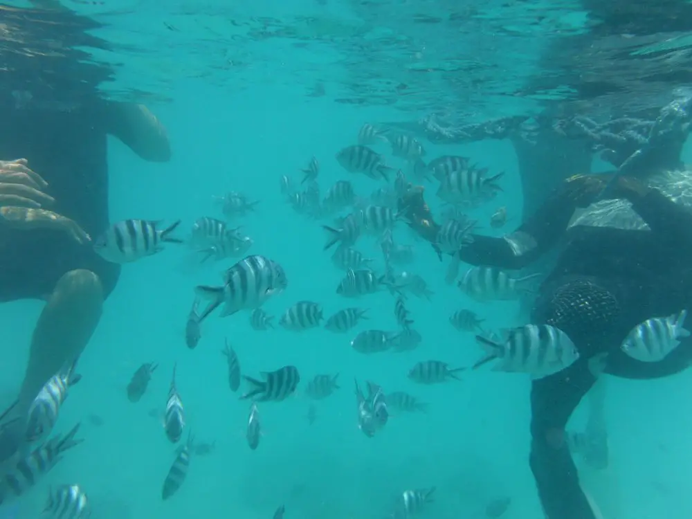 Swarmed by Zebra Fish