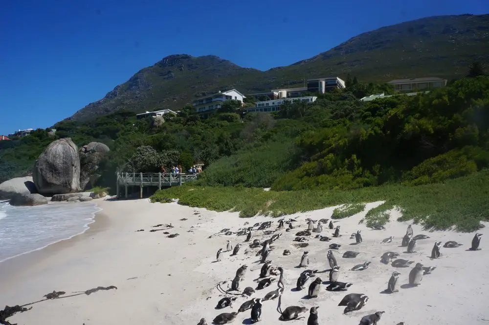 This is Boulders Beach, home of the African Penguin. Make a quick pitstop here to see penguins chilling on the beach.