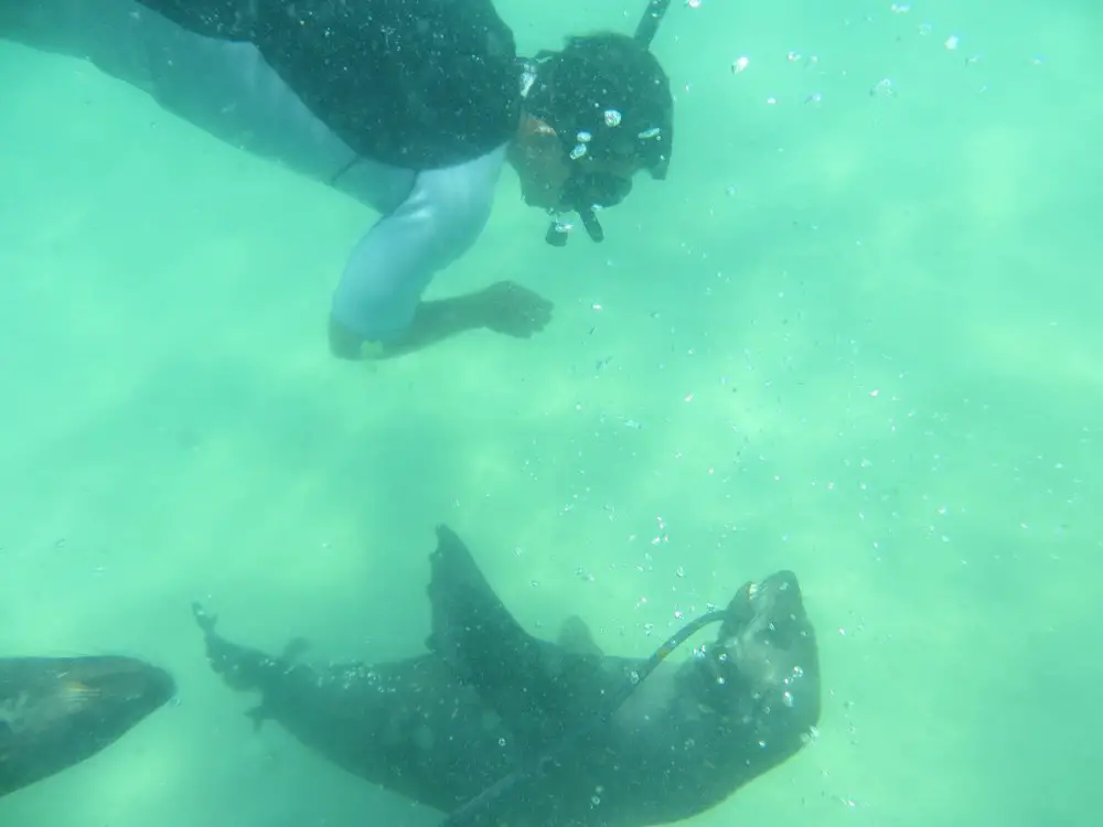 Getting close and personal to a seal!