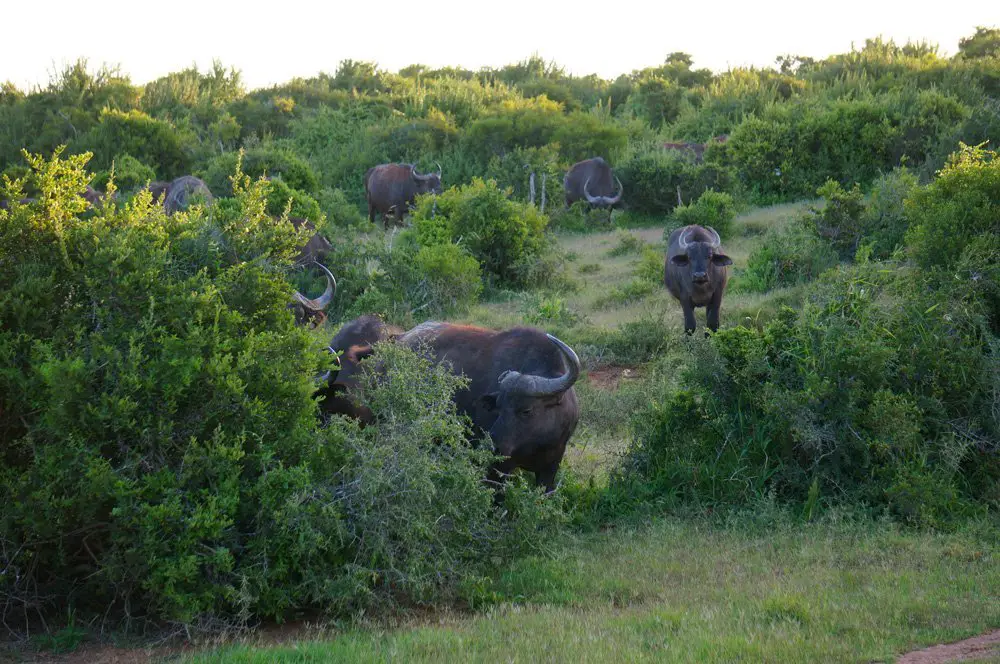 Cape Buffalo staring as us.