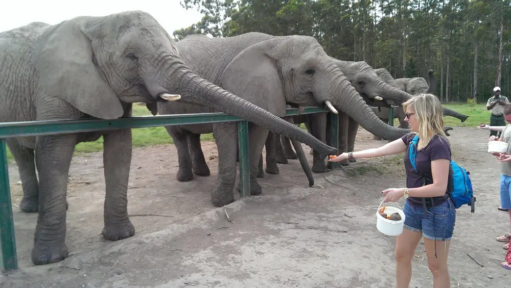 Elephant grabbing some chow from Erica's hands.