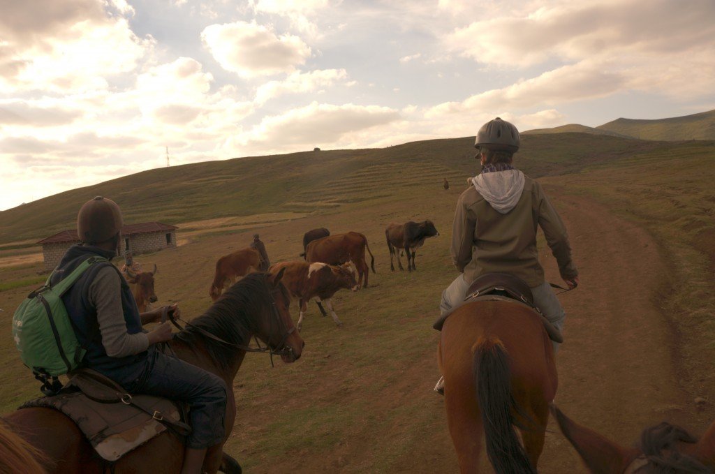 Horse riding next to some livestock