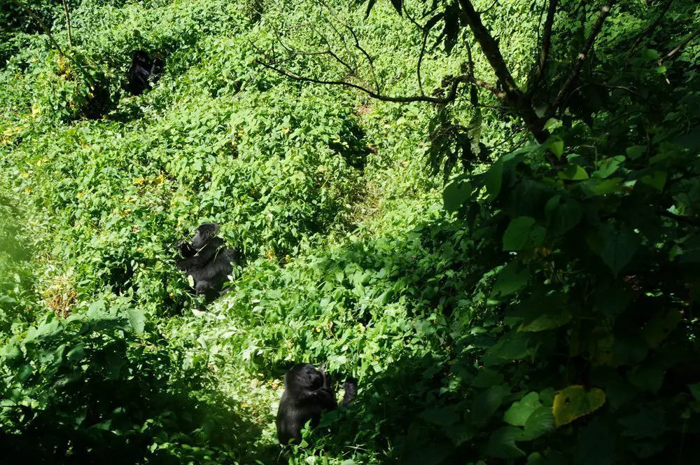 Gorillas fighting uganda bwindi 