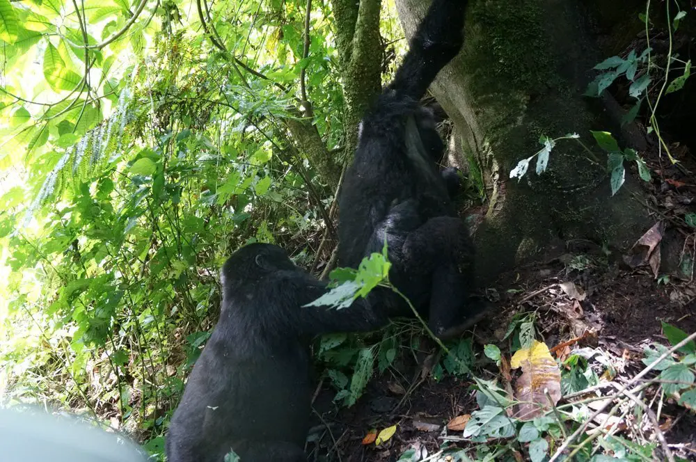 Two teenage gorillas surprised us by giving us a show of them play fighting each other