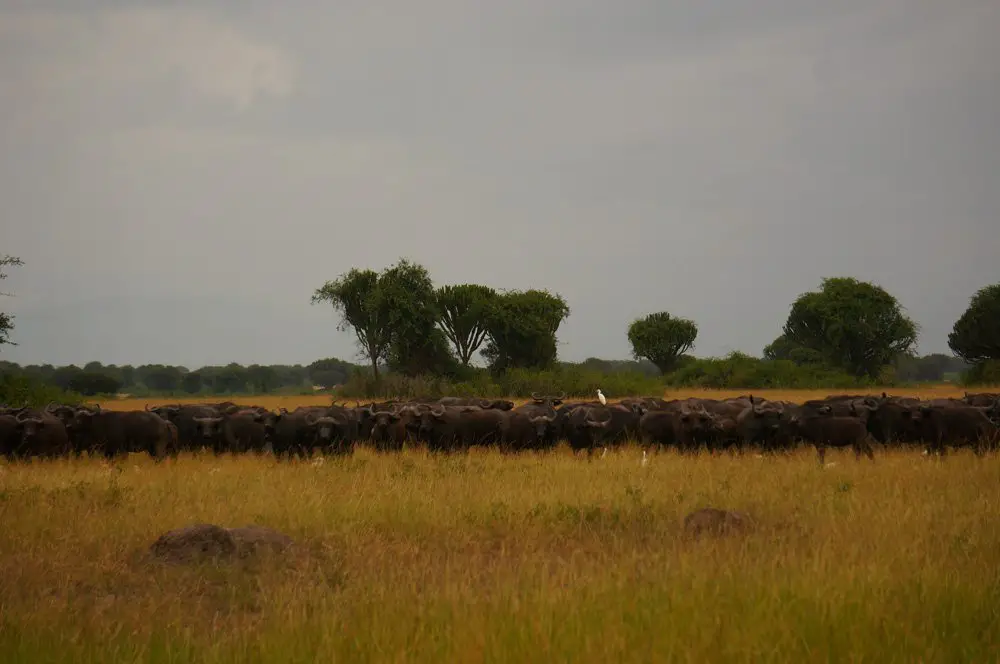 Herd of buffaloes