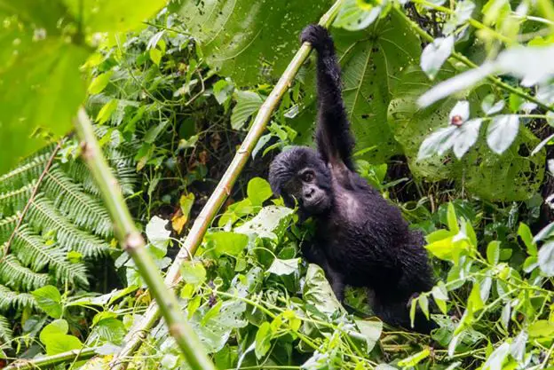 gorilla uganda hike bwindi
