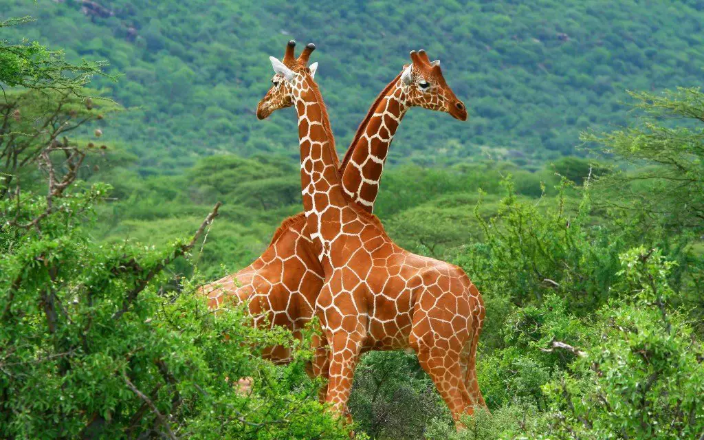 Giraffe 91 Eating My Way Through Africa’s Game