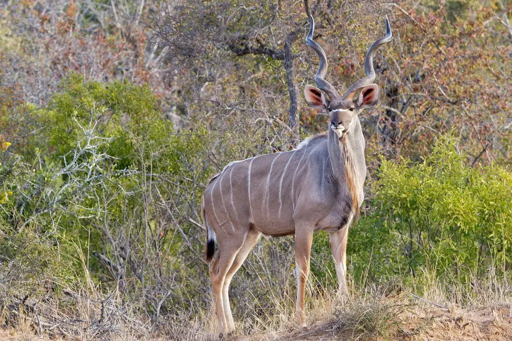kudu Eating My Way Through Africa’s Game