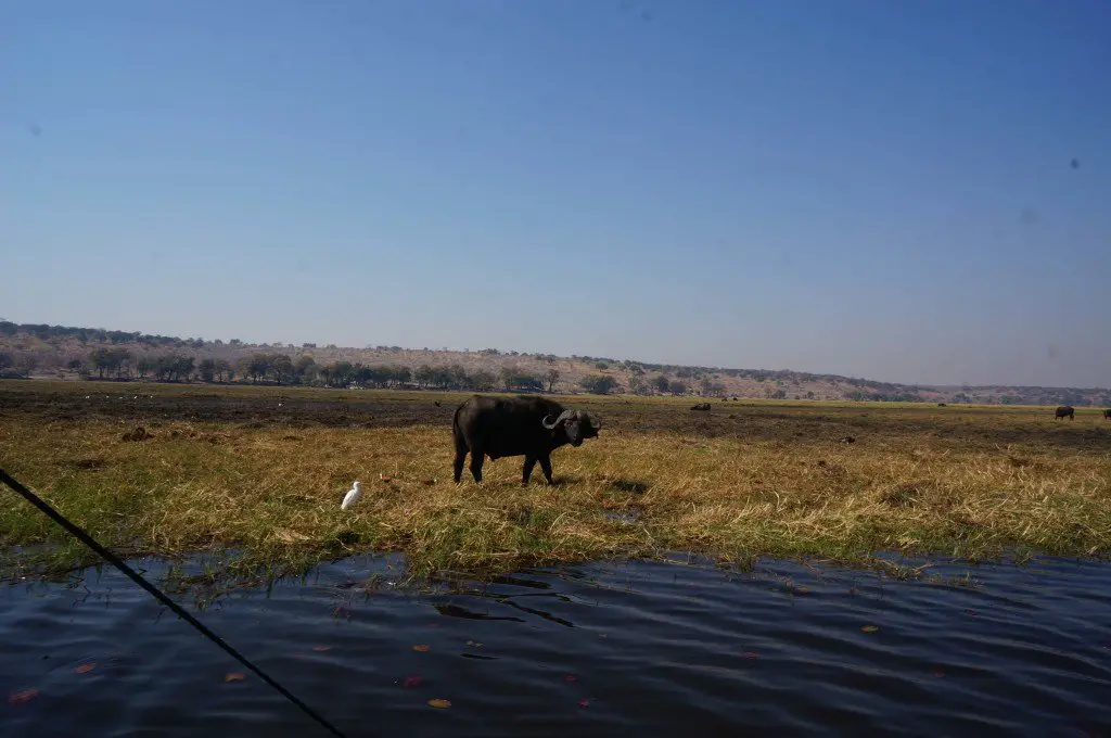 First sighting of the morning, a large water buffalo close to the water.