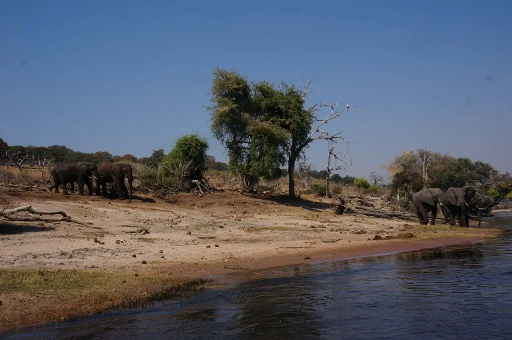 The guide knows his stuff. The elephants shortly thereafter came down towards the water for a drink.