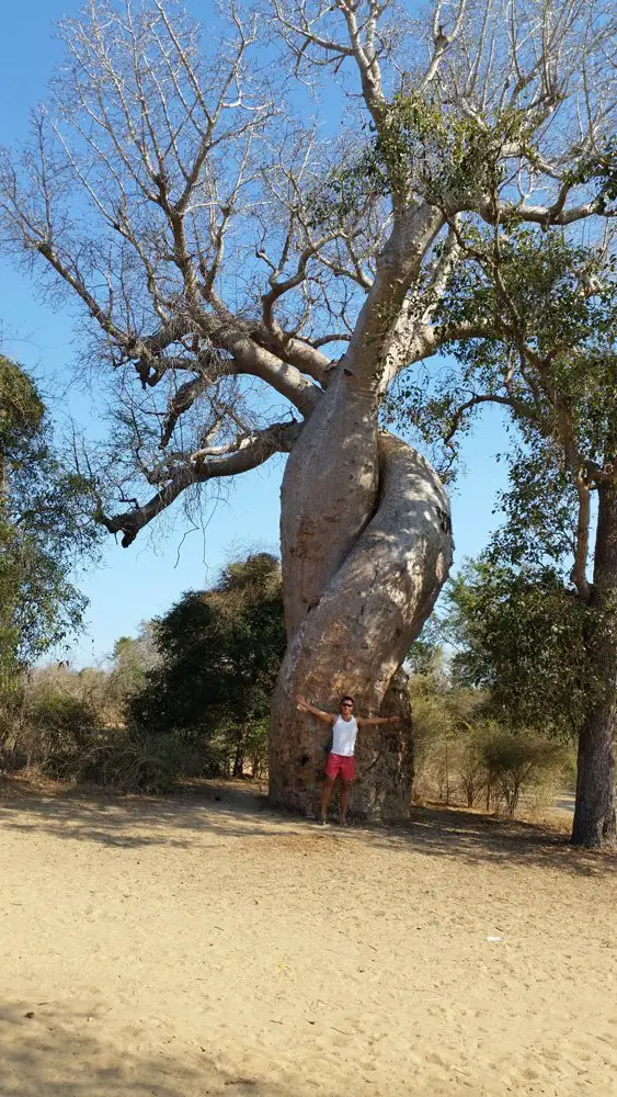 Baobab d'amour (the love baobab.
