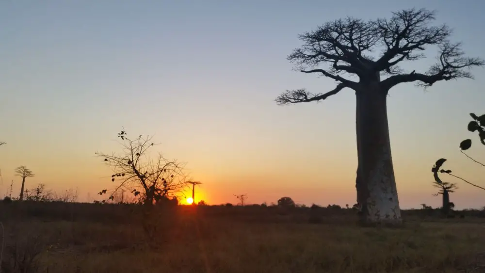 Big baobab with the sunset.