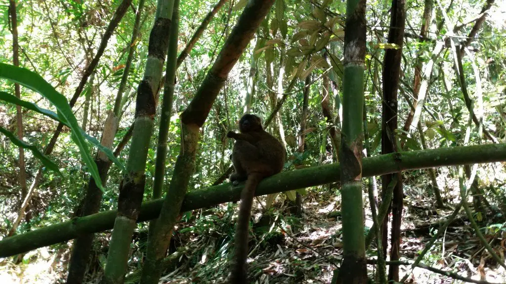 An awesome bamboo lemur not scared to get close to us. The guide gave it some bamboo bark and it stood there eating it in front of us for at least 10 minutes.