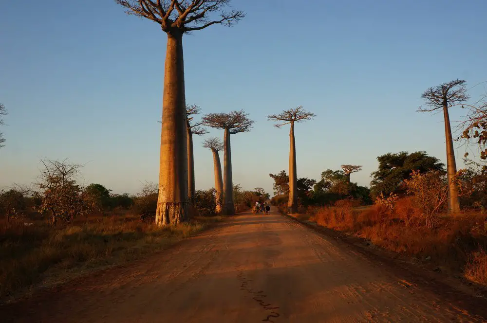 More baobabs