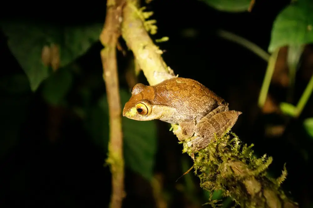 Not sure what type of frog this is but there's a 99% chance it only exists in Madagascar.