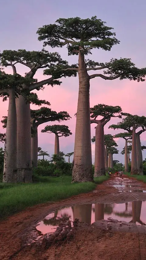 avenue of the baobabs during the wet season