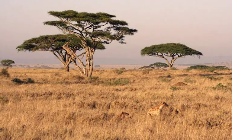 serengeti hyena tanzania safari