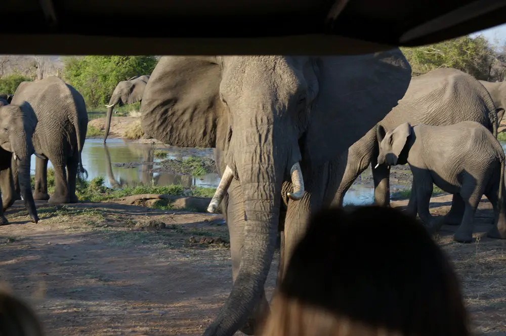 This elephant didn't like us getting so close and warned us accordingly.