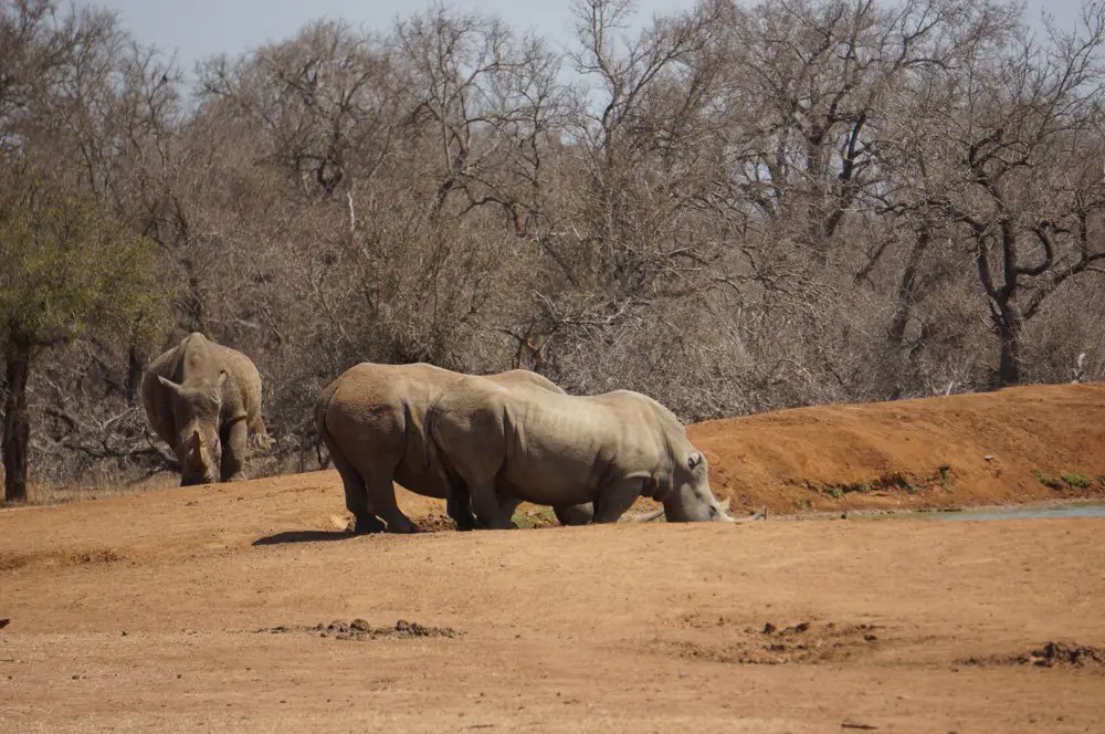 white rhinos swaziland