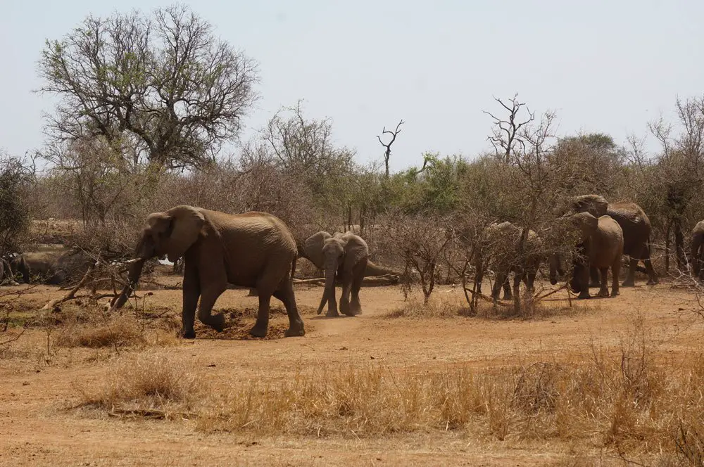 Elephants decided to come later and join the watering hole party.