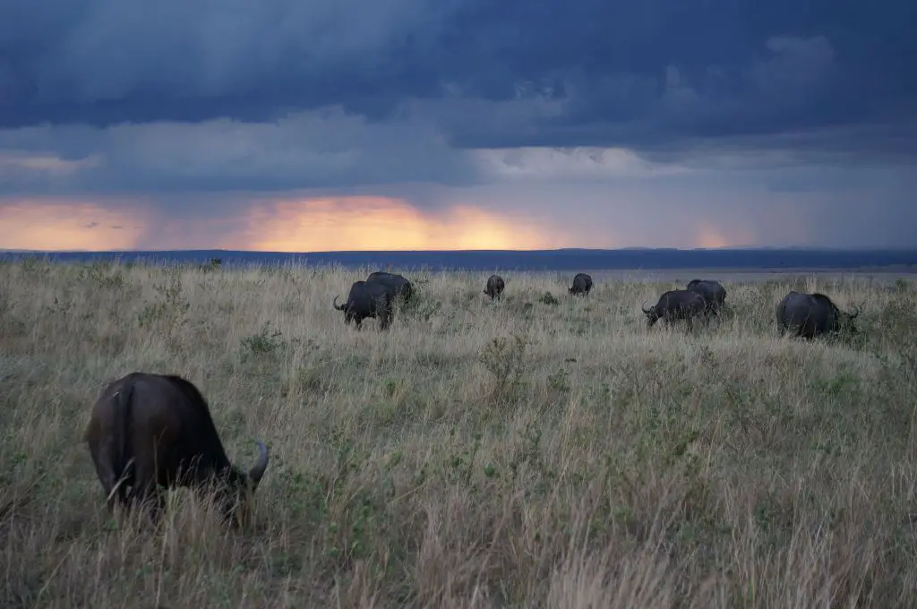 Masai Mara water buffaloes sunset