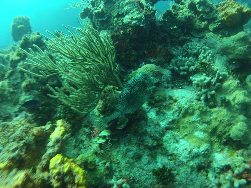Diving in Cozumel
