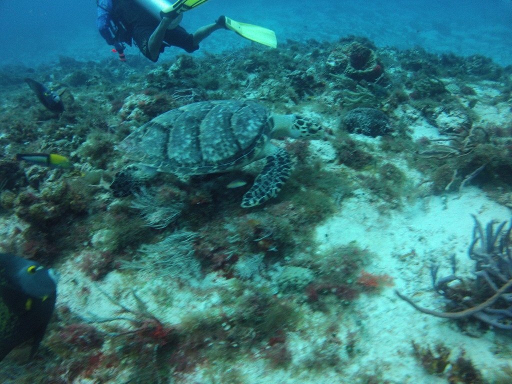 Diving in Cozumel