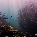 Sipadan scuba diving jackfish tornado