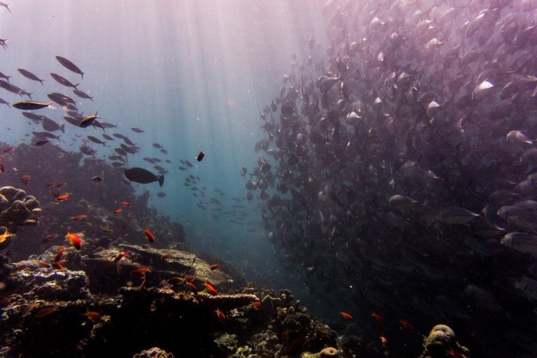 Sipadan diving