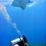 diving mantas komodo indonesia christmas