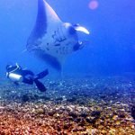 diving mantas komodo indonesia christmas