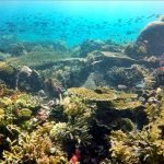 Komodo diving corals turtle indonesia