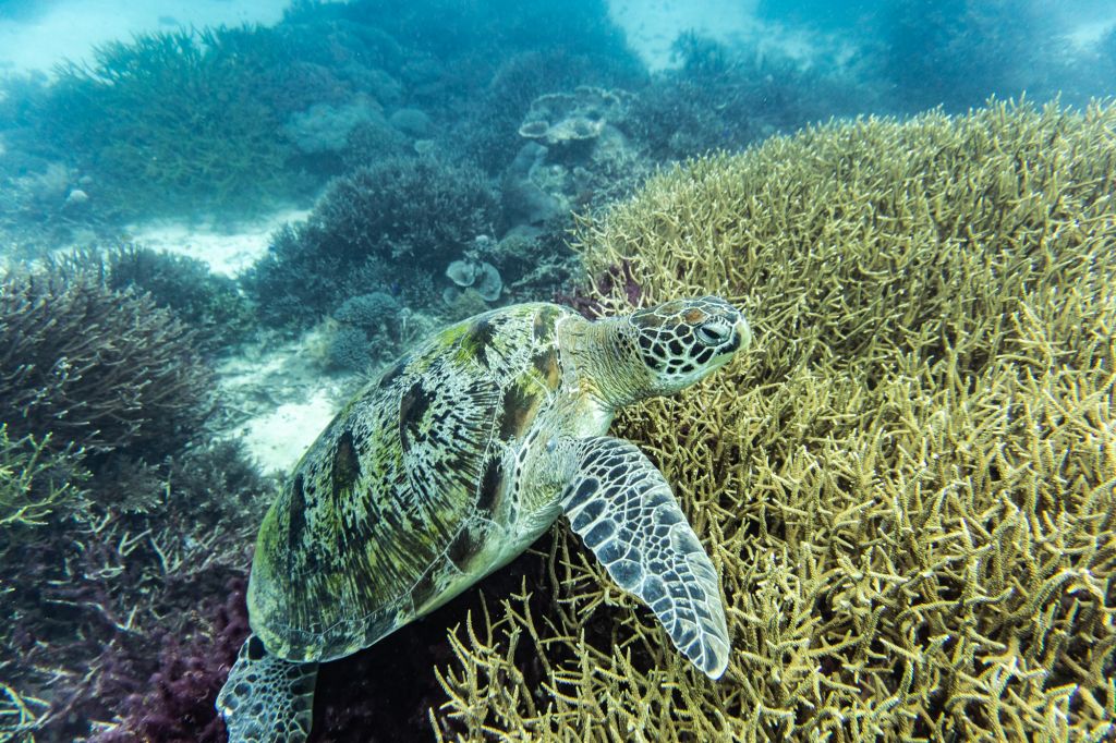 Komodo National Park Batu Balong