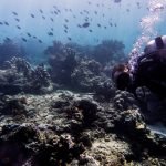 Barracuda POint sipdan