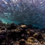 jackfish sipadan diving malaysia tornado