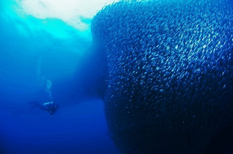 Sardines in moalboal