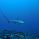 thresher shark