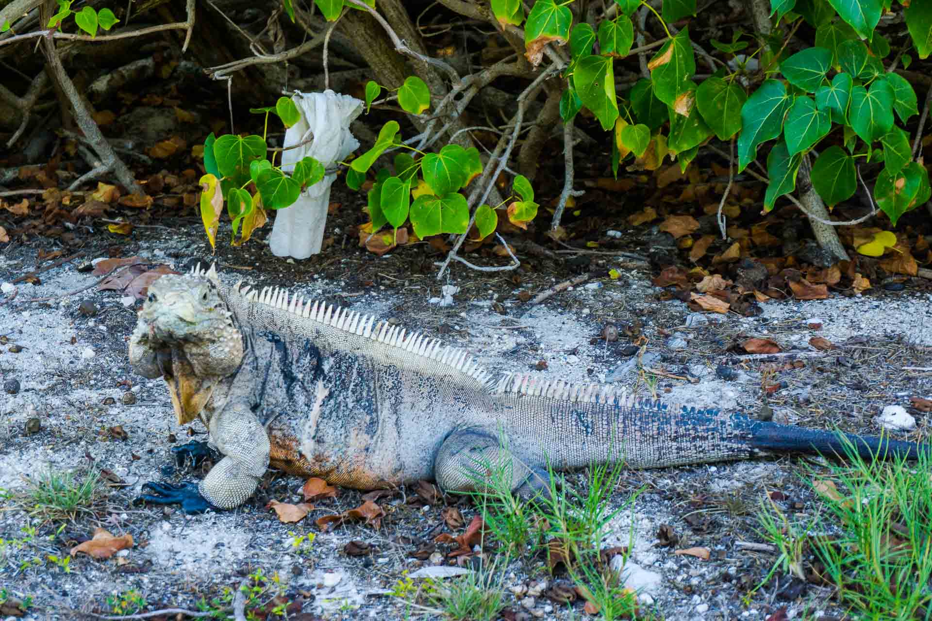 iguana little cayman
