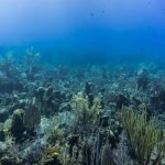 Little Cayman diving corals