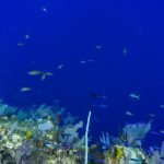 Little cayman diving