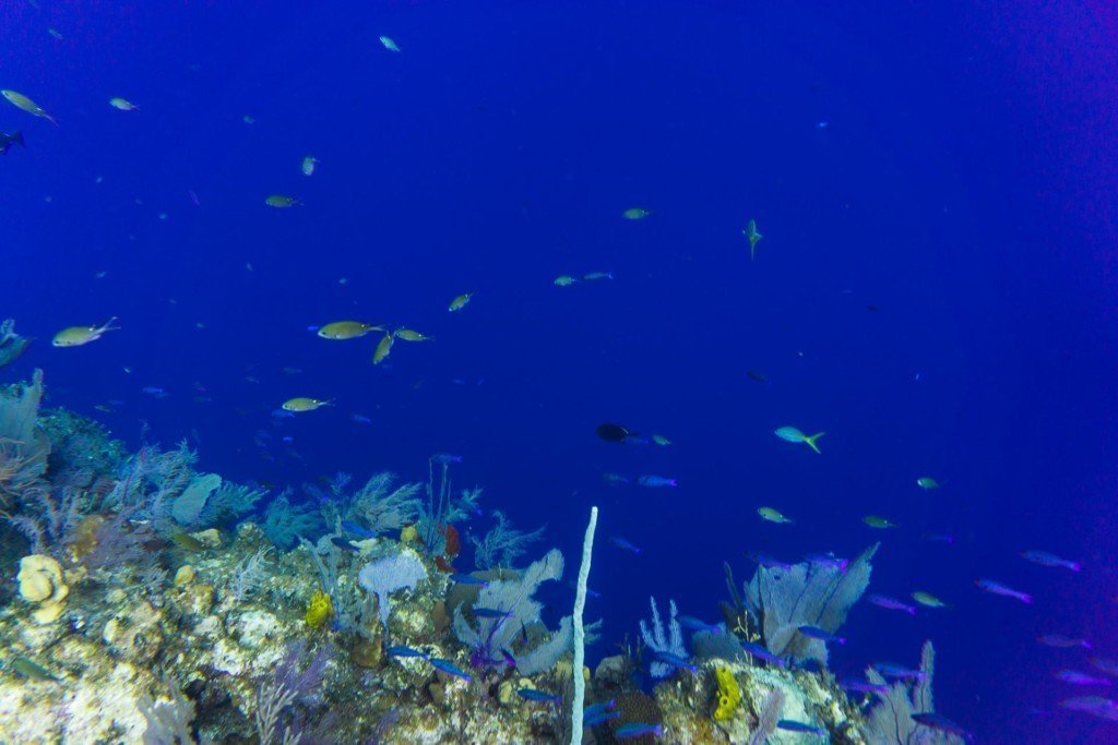 Little cayman diving