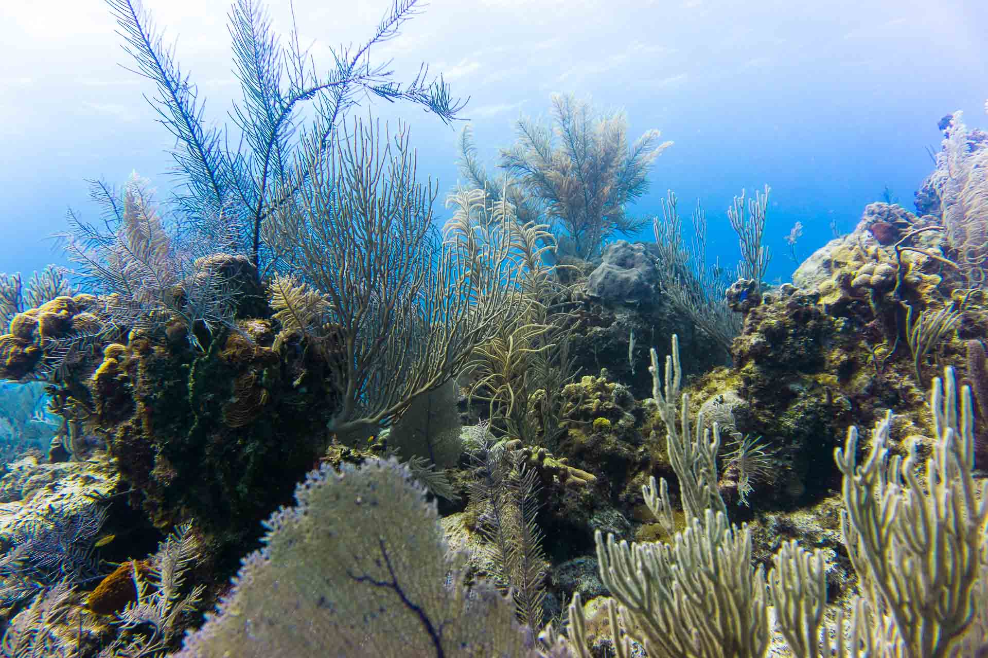 diving little cayman