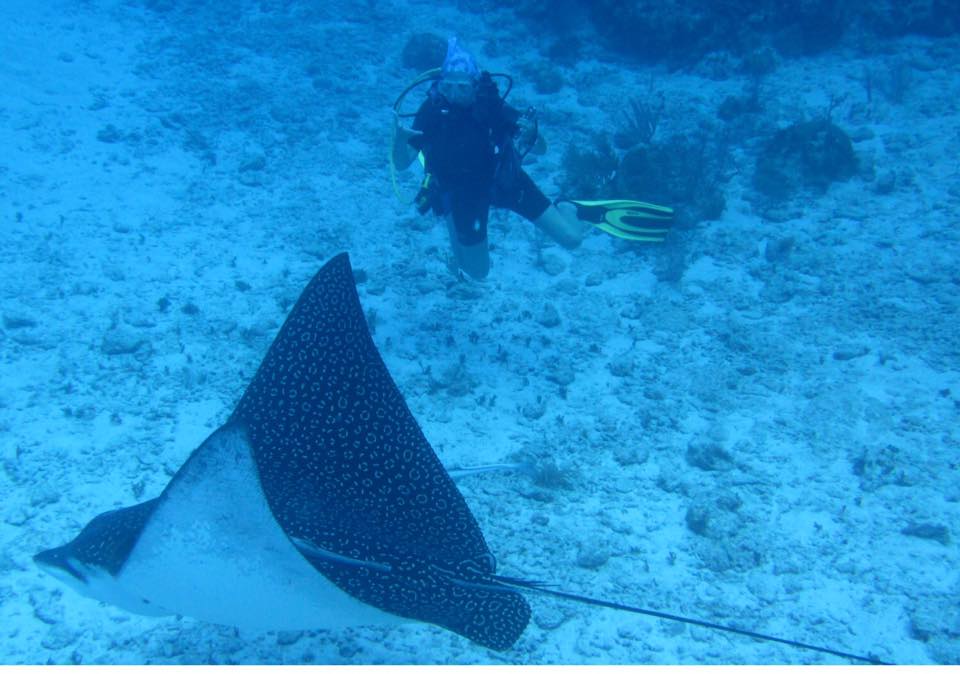 eagle ray little cayman