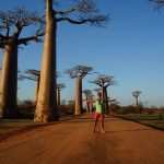 Avenue of the baobabs madagascar