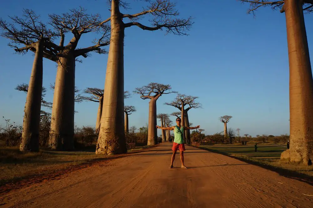 Avenue of the baobabs madagascar