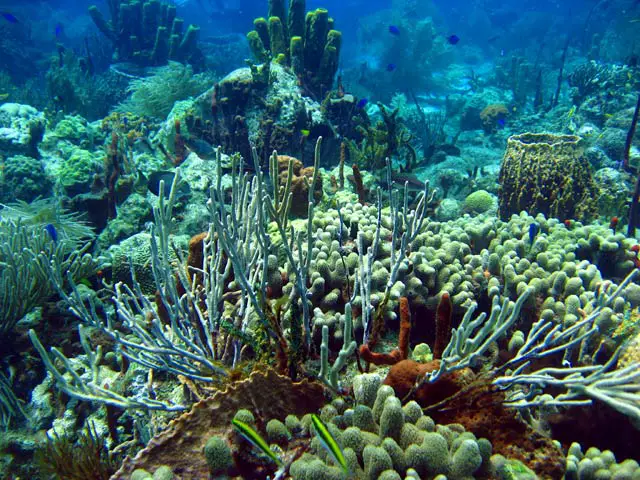 diving guadeloupe jacques cousteau reserve